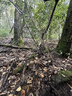  ( - FDS-CA-00945)  @11 [ ] by-nc (2024) Taye Bright Fungal Diversity Survey