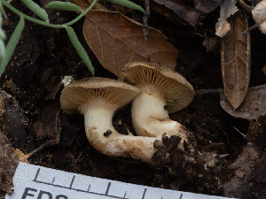  ( - FDS-CA-03677)  @11 [ ] by-nc (2024) Stu Pickell Fungal Diversity Survey