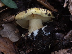  (Calonarius xanthoporphyrus - FDS-CA-03676)  @11 [ ] by-nc (2024) Stu Pickell Fungal Diversity Survey