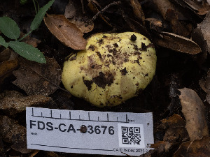  ( - FDS-CA-03676)  @11 [ ] by-nc (2024) Stu Pickell Fungal Diversity Survey