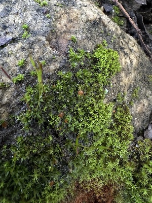  ( - FDS-CA-01561)  @11 [ ] c (2024) Rudy Diaz Fungal Diversity Survey