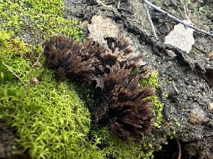  (Thelephora sp. scissilis-PNW04 - FDS-CA-01569)  @11 [ ] c (2024) Rudy Diaz Fungal Diversity Survey