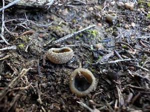  ( - FDS-CA-01563)  @11 [ ] c (2024) Rudy Diaz Fungal Diversity Survey