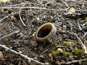  ( - FDS-CA-01563)  @11 [ ] c (2024) Rudy Diaz Fungal Diversity Survey