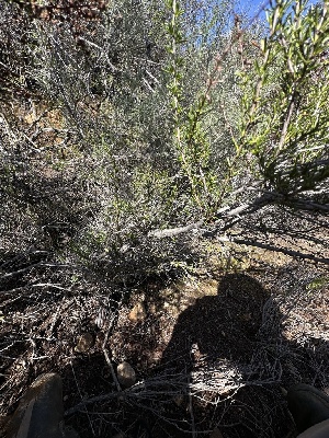  ( - FDS-CA-01563)  @11 [ ] c (2024) Rudy Diaz Fungal Diversity Survey