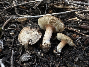  (Inocybe sp. CA60 - FDS-CA-01566)  @11 [ ] c (2024) Rudy Diaz Fungal Diversity Survey