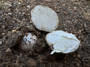  ( - FDS-CA-01584)  @11 [ ] c (2024) Rudy Diaz Fungal Diversity Survey