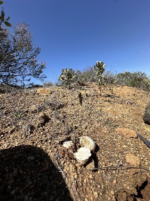  ( - FDS-CA-01584)  @11 [ ] c (2024) Rudy Diaz Fungal Diversity Survey