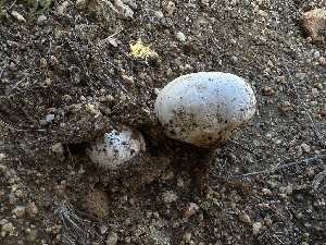  ( - FDS-CA-01584)  @11 [ ] c (2024) Rudy Diaz Fungal Diversity Survey