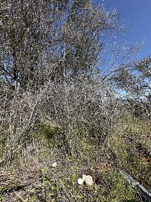  ( - FDS-CA-01598)  @11 [ ] c (2024) Rudy Diaz Fungal Diversity Survey