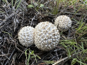 ( - FDS-CA-01598)  @11 [ ] c (2024) Rudy Diaz Fungal Diversity Survey