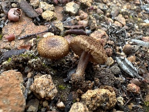 (Inocybe sp. filiana-CA01 - FDS-CA-01588)  @11 [ ] c (2024) Rudy Diaz Fungal Diversity Survey