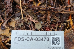  (Harmoniella - FDS-CA-03473)  @11 [ ] by-nc (2024) Fresno Mycology Society Fungal Diversity Survey