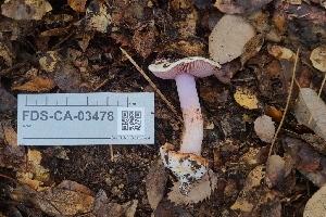  (Calonarius sp. CA07 - FDS-CA-03478)  @11 [ ] by-nc (2024) Fresno Mycology Society Fungal Diversity Survey