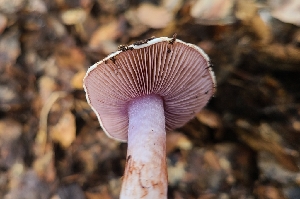  ( - FDS-CA-03478)  @11 [ ] by-nc (2024) Fresno Mycology Society Fungal Diversity Survey