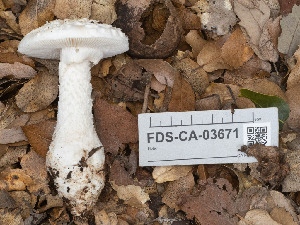  ( - FDS-CA-03671)  @11 [ ] by-nc (2024) Stu Pickell Fungal Diversity Survey