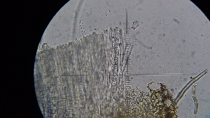  ( - FDS-CA-03473)  @11 [ ] by-nc (2024) Fresno Mycology Society Fungal Diversity Survey