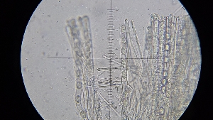  ( - FDS-CA-03473)  @11 [ ] by-nc (2024) Fresno Mycology Society Fungal Diversity Survey