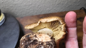  ( - FDS-CA-03474)  @11 [ ] by-nc (2024) Fresno Mycology Society Fungal Diversity Survey