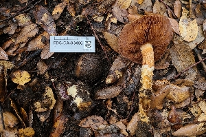  (Cortinarius - FDS-CA-03486)  @11 [ ] by-nc (2024) Fresno Mycology Society Fungal Diversity Survey