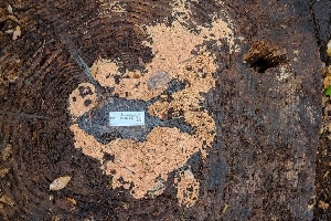  ( - FDS-CA-03487)  @11 [ ] by-nc (2024) Fresno Mycology Society Fungal Diversity Survey