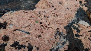  ( - FDS-CA-03487)  @11 [ ] by-nc (2024) Fresno Mycology Society Fungal Diversity Survey
