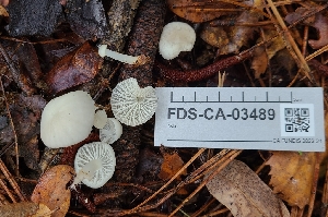  ( - FDS-CA-03489)  @11 [ ] by-nc (2024) Fresno Mycology Society Fungal Diversity Survey
