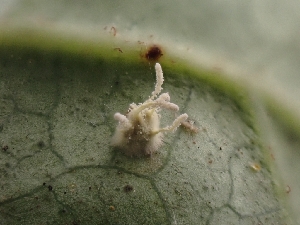  ( - HAY-F-003285)  @11 [ ] by (2023) Mandy Hackney Fungal Diversity Survey
