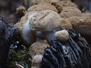  ( - HAY-F-003171)  @11 [ ] by (2023) Mandy Hackney Fungal Diversity Survey