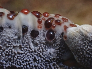  ( - HAY-F-003176)  @11 [ ] by (2023) Mandy Hackney Fungal Diversity Survey