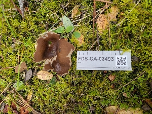  (Dissingia crassitunicata - FDS-CA-03493)  @11 [ ] by-nc (2024) Fresno Mycology Society Fungal Diversity Survey