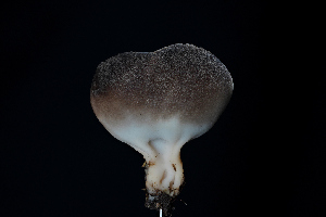  ( - FDS-CA-03493)  @11 [ ] by-nc (2024) Fresno Mycology Society Fungal Diversity Survey
