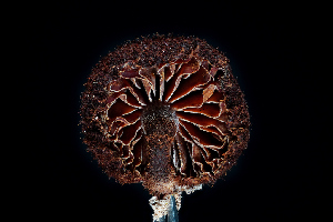  ( - FDS-CA-03490)  @11 [ ] by-nc (2024) Fresno Mycology Society Fungal Diversity Survey