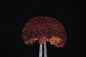  ( - FDS-CA-03490)  @11 [ ] by-nc (2024) Fresno Mycology Society Fungal Diversity Survey