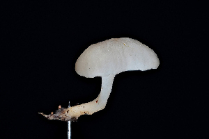  ( - FDS-CA-03489)  @11 [ ] by-nc (2024) Fresno Mycology Society Fungal Diversity Survey