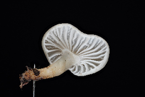  ( - FDS-CA-03489)  @11 [ ] by-nc (2024) Fresno Mycology Society Fungal Diversity Survey