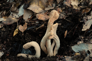  ( - FDS-CA-03480)  @11 [ ] by-nc (2024) Fresno Mycology Society Fungal Diversity Survey