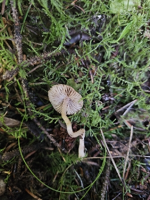  ( - FDS-CA-02264)  @11 [ ] by (2024) Mandy Hackney Fungal Diversity Survey