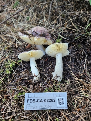  ( - FDS-CA-02262)  @11 [ ] by (2024) Mandy Hackney Fungal Diversity Survey