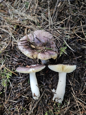 ( - FDS-CA-02262)  @11 [ ] by (2024) Mandy Hackney Fungal Diversity Survey