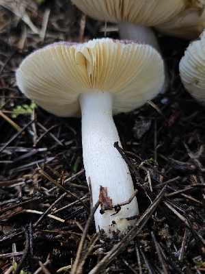  ( - FDS-CA-02262)  @11 [ ] by (2024) Mandy Hackney Fungal Diversity Survey