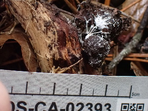  (Steccherinum sp. CA01 - FDS-CA-02393)  @11 [ ] by-nc (2024) Jaren Hockert Fungal Diversity Survey