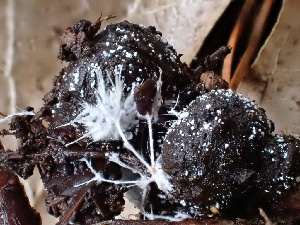  ( - FDS-CA-02393)  @11 [ ] by-nc (2024) Jaren Hockert Fungal Diversity Survey