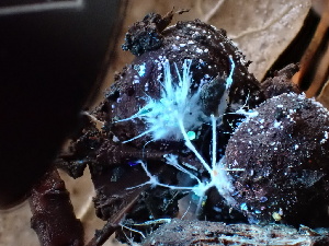  ( - FDS-CA-02393)  @11 [ ] by-nc (2024) Jaren Hockert Fungal Diversity Survey