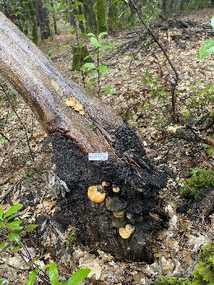  ( - FDS-CA-02394)  @11 [ ] by-nc (2024) Jaren Hockert Fungal Diversity Survey