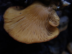  ( - FDS-CA-02394)  @11 [ ] by-nc (2024) Jaren Hockert Fungal Diversity Survey