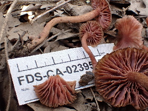  (Laccaria sp. laccata-PNW01 - FDS-CA-02395)  @11 [ ] by-nc (2024) Jaren Hockert Fungal Diversity Survey