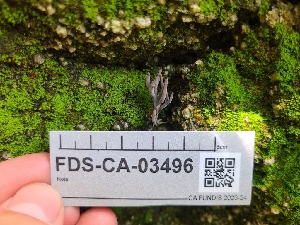  ( - FDS-CA-03496)  @11 [ ] by-nc (2024) Fresno Mycology Society Fungal Diversity Survey