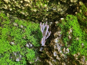  ( - FDS-CA-03496)  @11 [ ] by-nc (2024) Fresno Mycology Society Fungal Diversity Survey