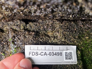  (Trichophaea sp. CA02 - FDS-CA-03498)  @11 [ ] by-nc (2024) Fresno Mycology Society Fungal Diversity Survey